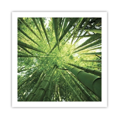 Poster - In een bamboebos - 60x60 cm