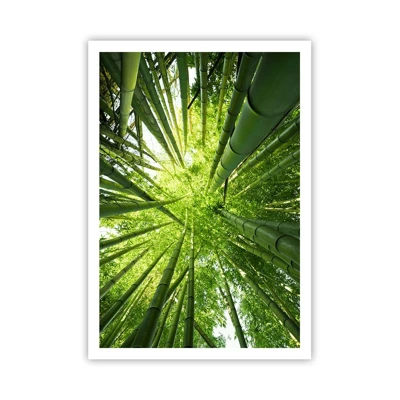 Poster - In een bamboebos - 70x100 cm