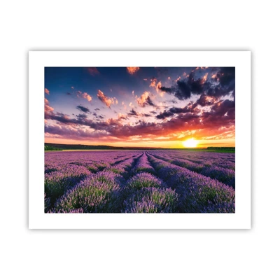 Poster - Lavendel wereld - 50x40 cm