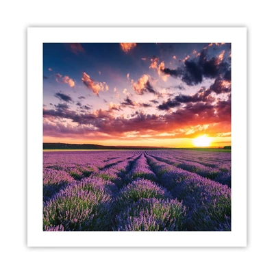 Poster - Lavendel wereld - 50x50 cm