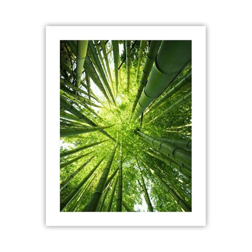 Poster - In een bamboebos - 40x50 cm
