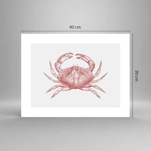 Poster - Krab der krabben - 40x30 cm