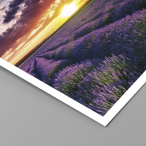 Poster - Lavendel wereld - 40x30 cm