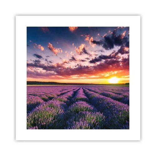 Poster - Lavendel wereld - 40x40 cm