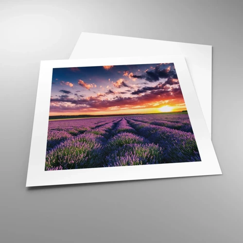 Poster - Lavendel wereld - 40x40 cm