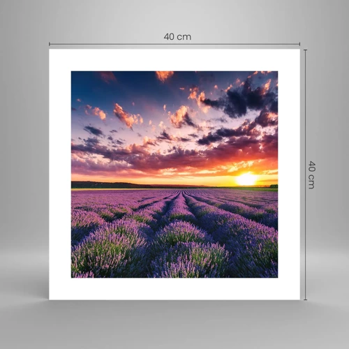 Poster - Lavendel wereld - 40x40 cm