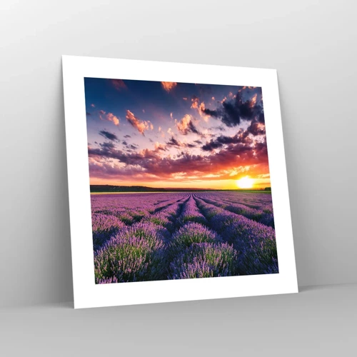 Poster - Lavendel wereld - 40x40 cm