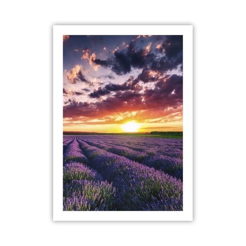 Poster - Lavendel wereld - 50x70 cm