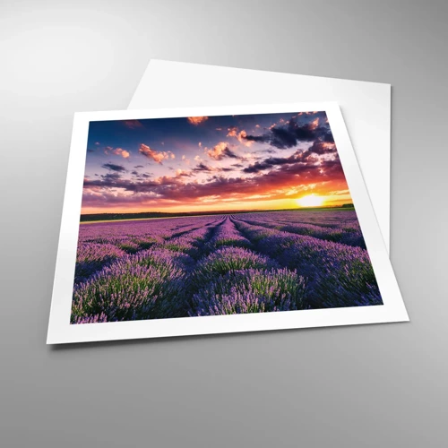 Poster - Lavendel wereld - 60x60 cm