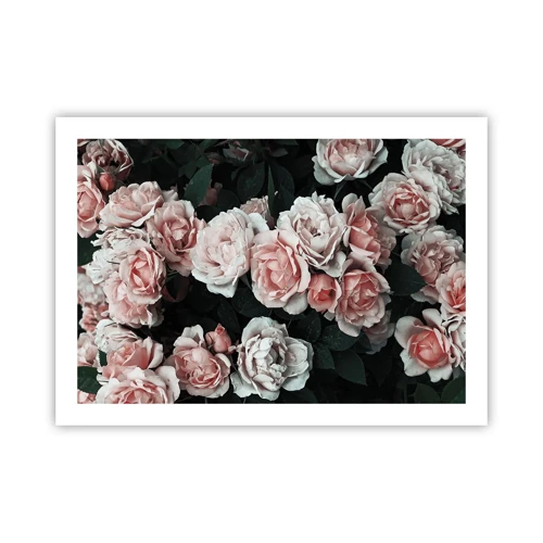 Poster - Rozen ensemble - 70x50 cm