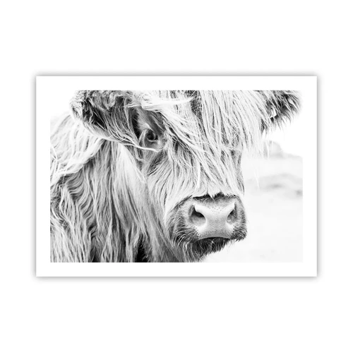 Poster - Schotse wildheid - 70x50 cm