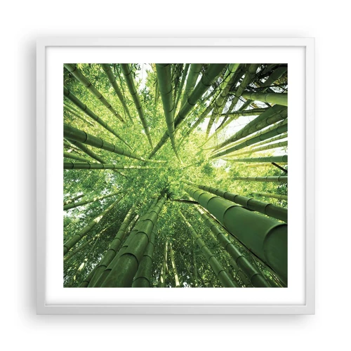 Poster in een witte lijst - In een bamboebos - 50x50 cm