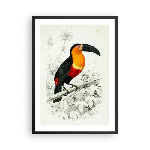 Poster in een zwarte lijst - Kleuren van vogels - 50x70 cm