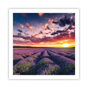 Poster - Lavendel wereld - 60x60 cm