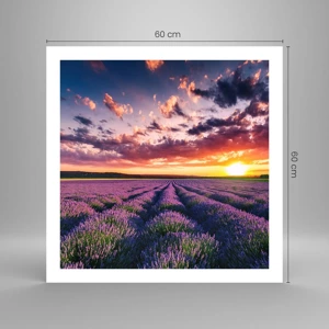 Poster - Lavendel wereld - 60x60 cm