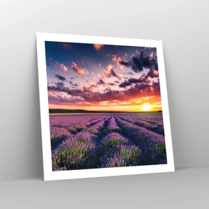 Poster - Lavendel wereld - 60x60 cm