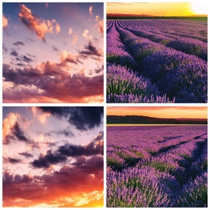 Poster - Lavendel wereld - 60x60 cm