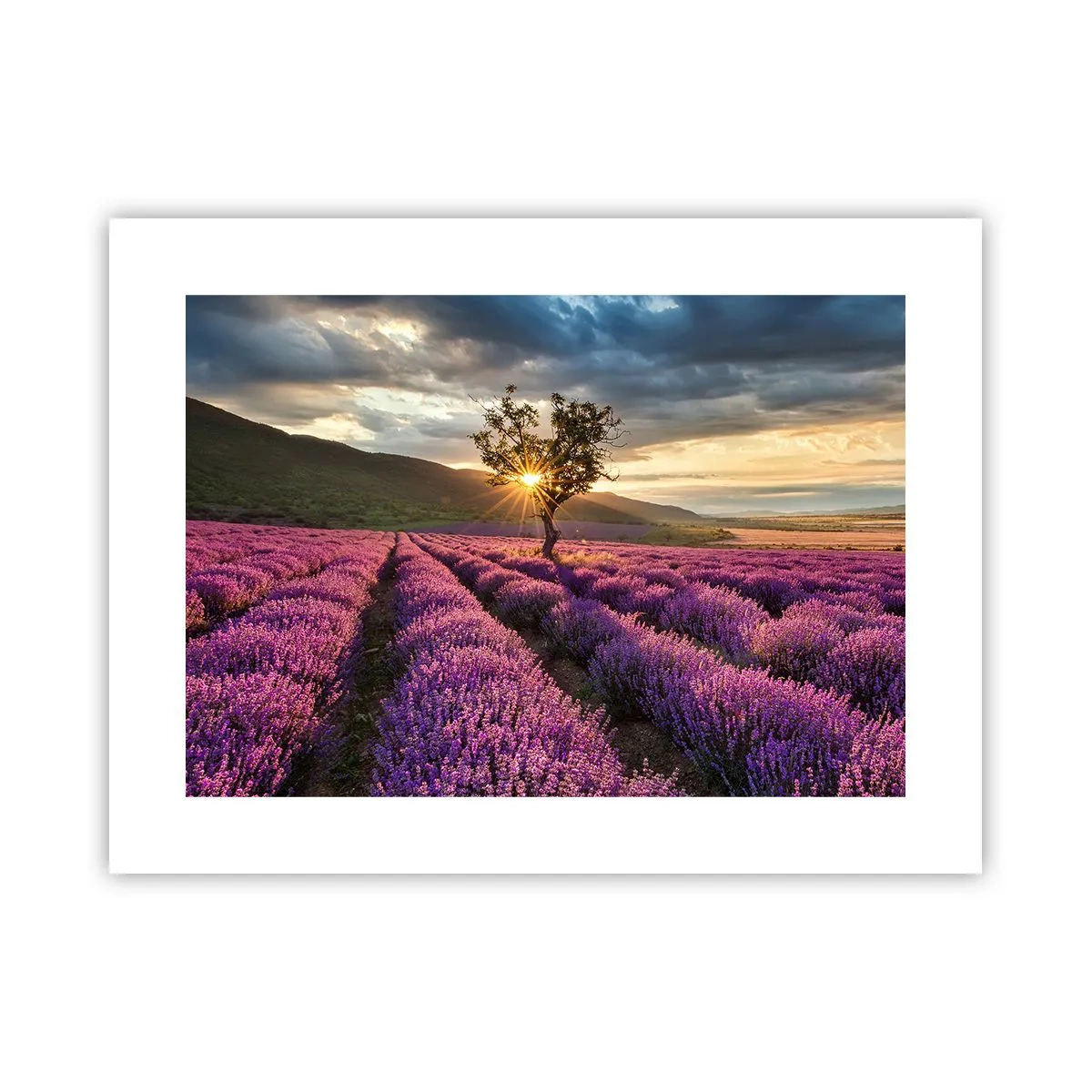 Poster - Lila gekleurd aroma - 40x30 cm