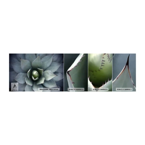 Fotobehang Staaltje Standard Eco - Het trekt aan en waarschuwt - Agave bloem, Agave, Exotisme - 100x30 cm
