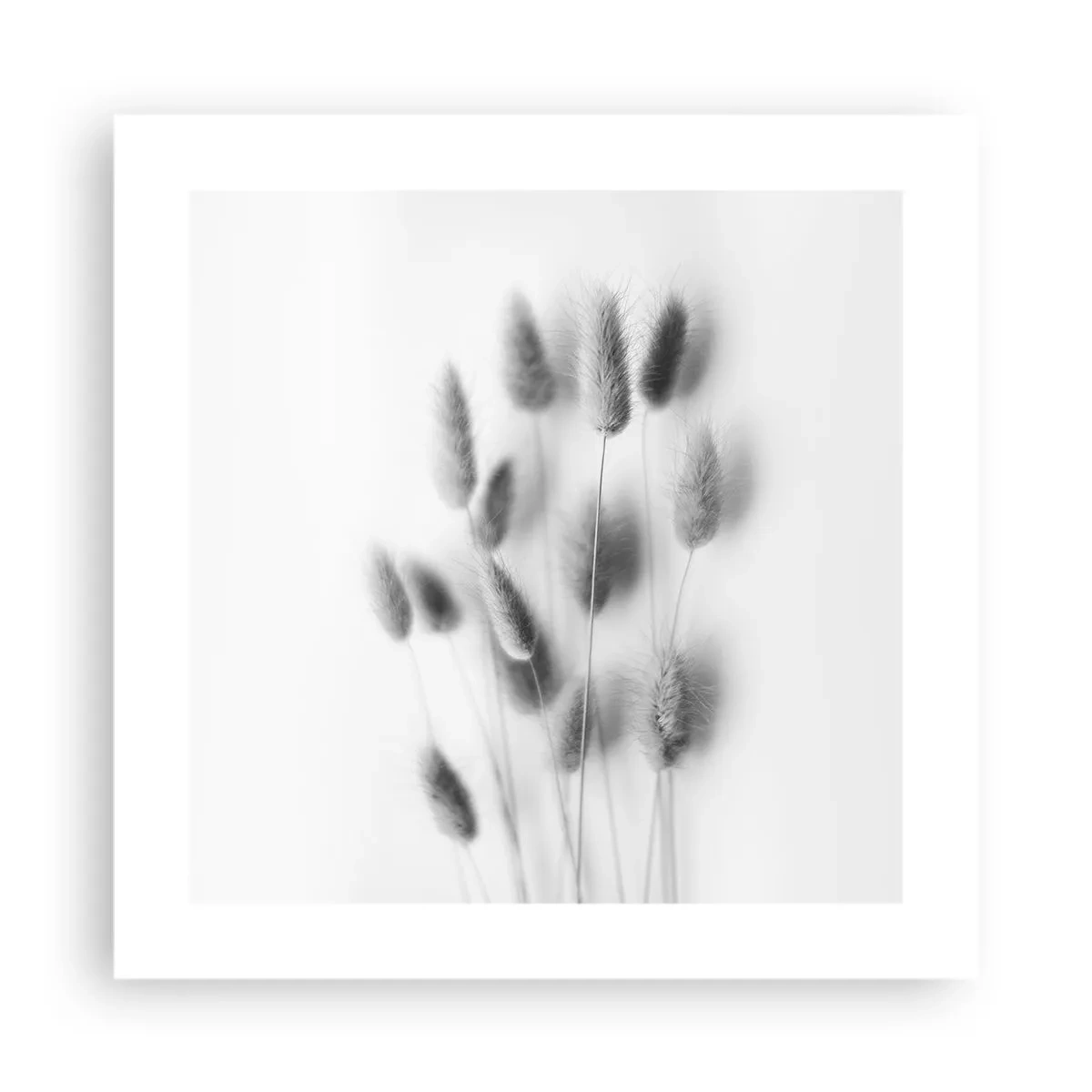 Poster - Haar luchtigheid gras - 40x40 cm