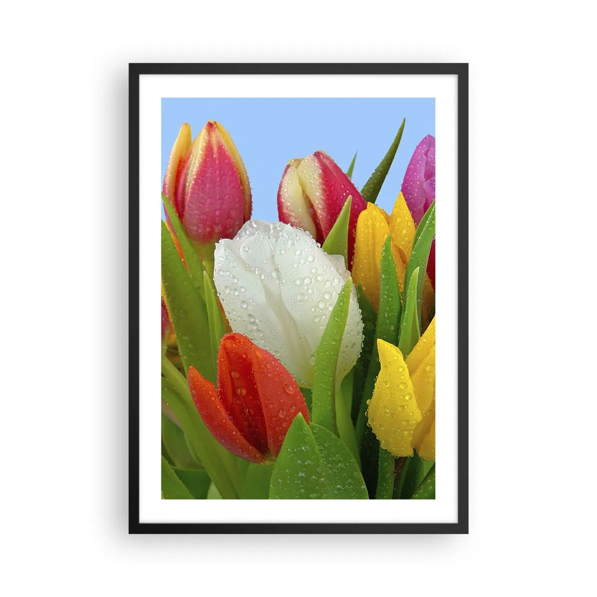 Poster in een zwarte lijst - Kleurrijke tulpen met dauwdruppels op hun bloemblaadjes - 50x70cm - Een bloemenregenboog in dauwdruppels - Moderne wanddecoratie voor woonkamer en slaapkamer ARTTOR