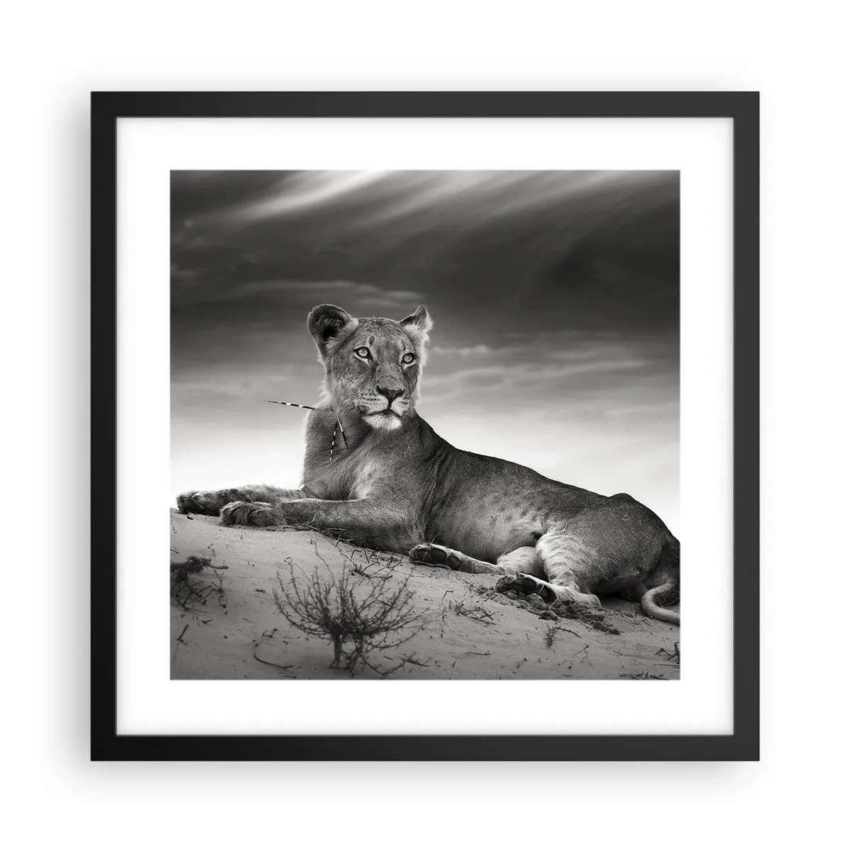 Poster in een zwarte lijst - De koningin van de woestijn rust - 40x40 cm