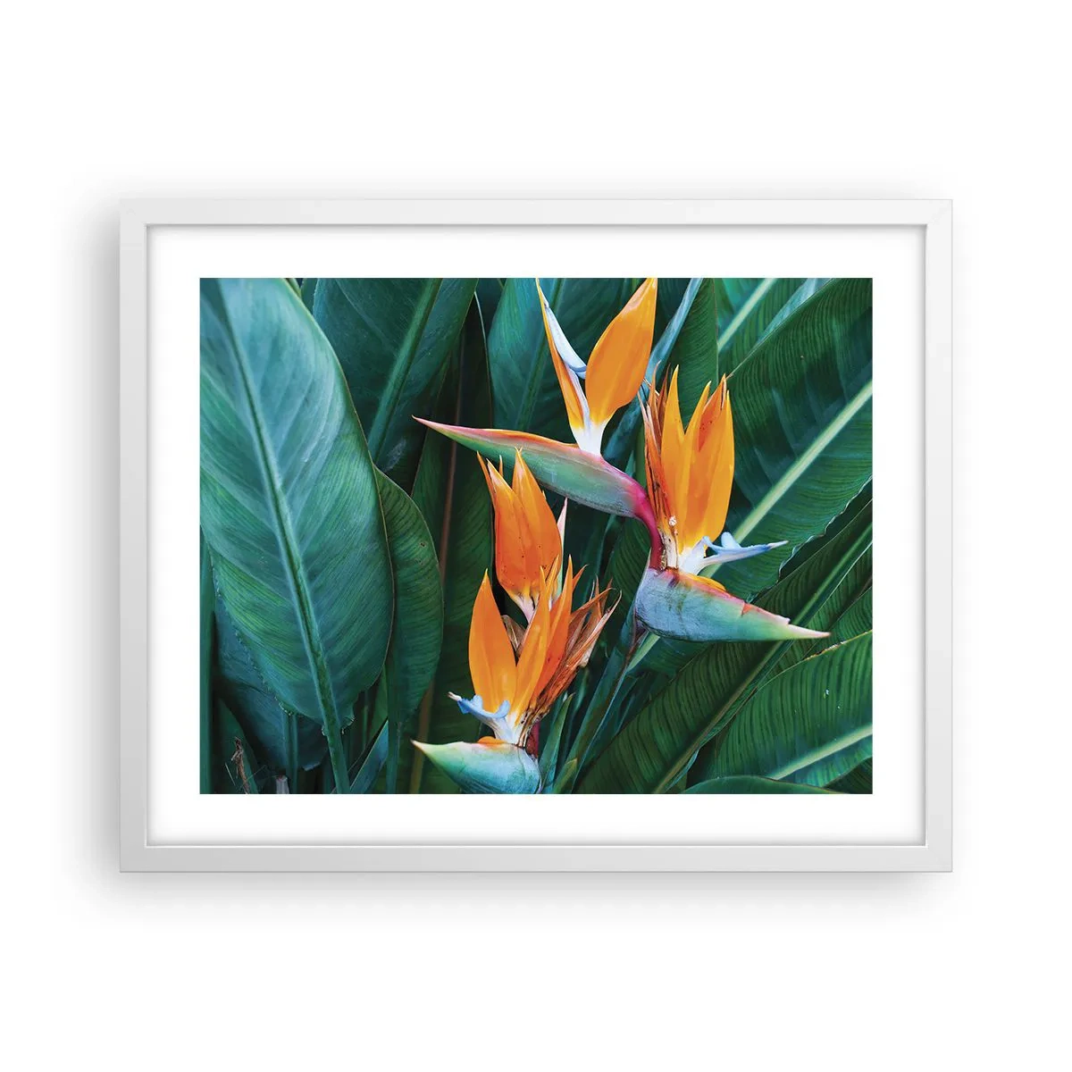 Poster in een witte lijst - Is het een bloem of is het een vogel? - 50x40 cm