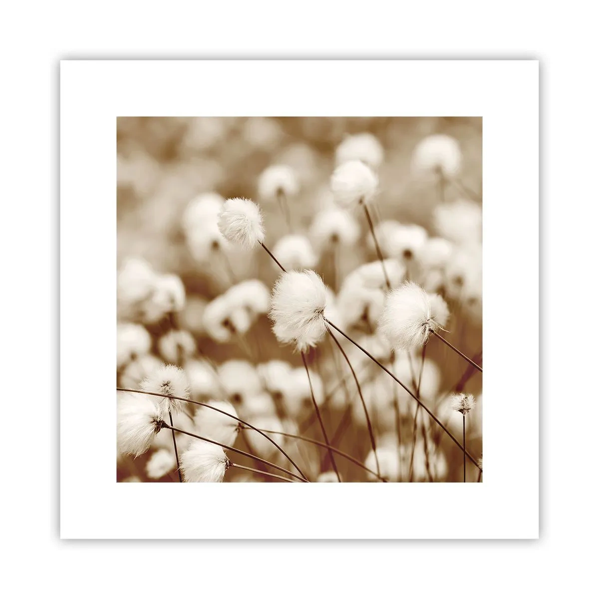 Poster - Pluizig korenveld - 30x30 cm