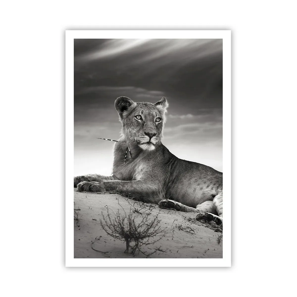 Poster - De koningin van de woestijn rust - 70x100 cm