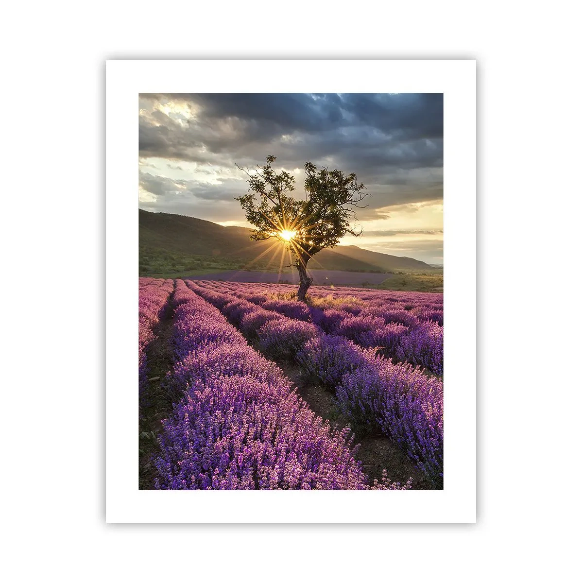 Poster - Lila gekleurd aroma - 40x50 cm