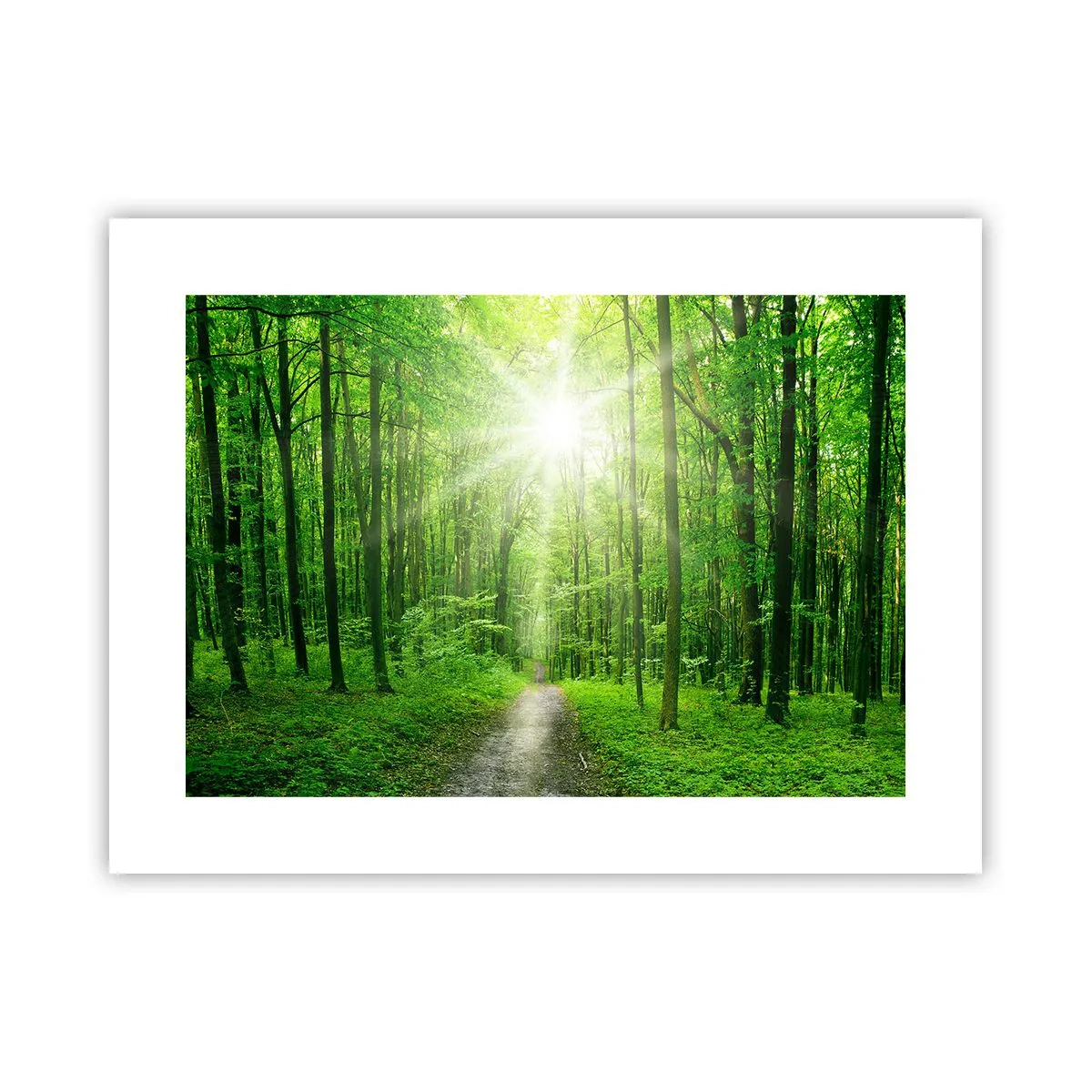 Poster - De groene kathedraal - 40x30 cm