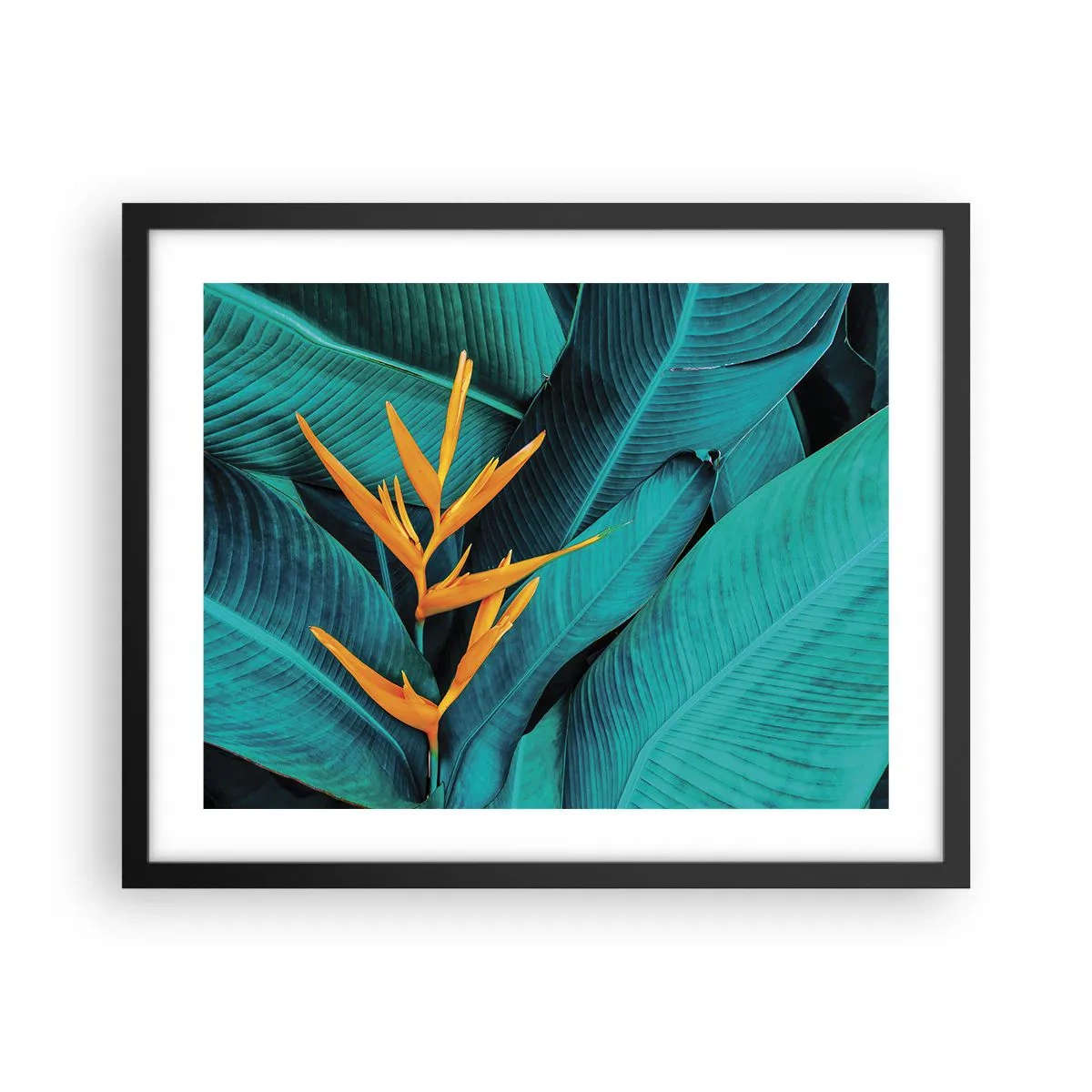 Poster in een zwarte lijst - Eden bloem - 50x40 cm