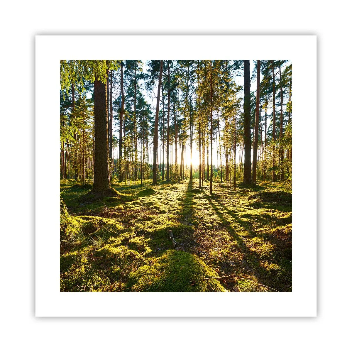 Poster - … Achter de zeven bossen - 40x40 cm