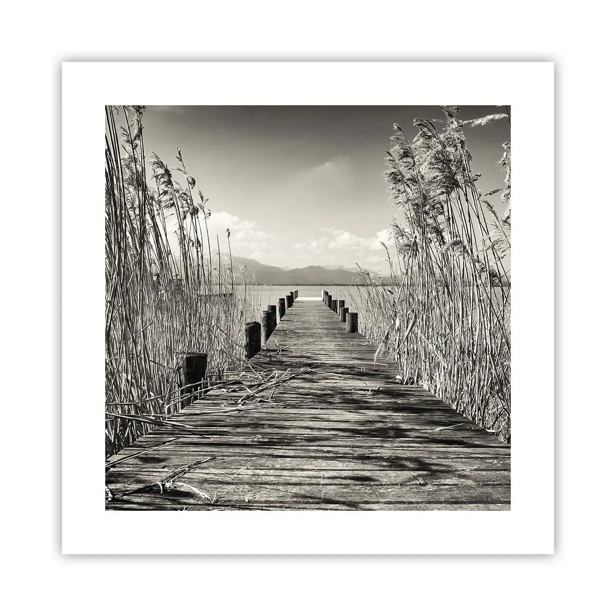 Poster - In de stilte van het gras - 40x40 cm