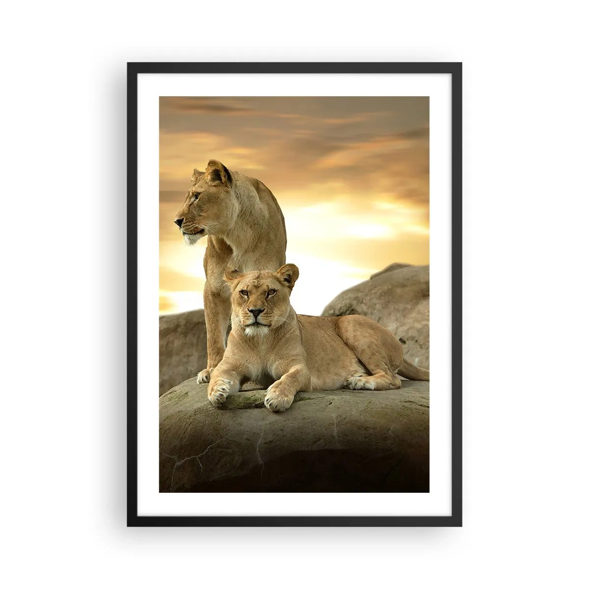 Poster in een zwarte lijst - Twee leeuwinnen tegen de ondergaande zon - 50x70cm - Koninklijke majesteit - Moderne wanddecoratie voor woonkamer en slaapkamer ARTTOR