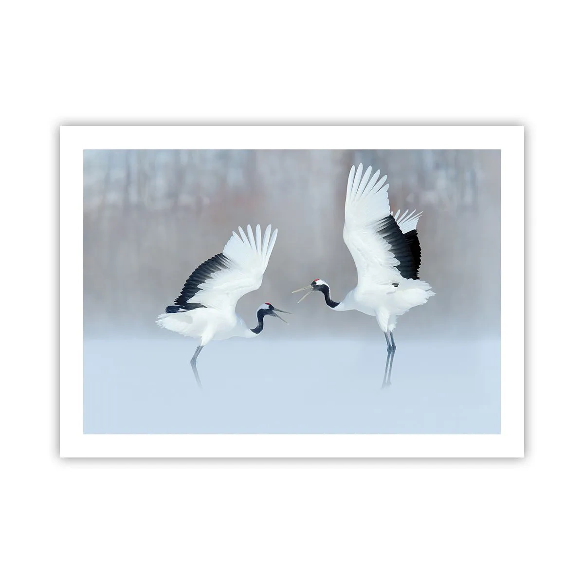 Poster - Dans in de mist - 70x50 cm