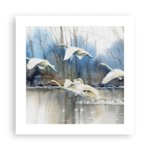 Poster - Zoals in het sprookje over wilde zwanen - 40x40 cm
