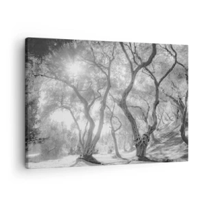 Schilderen op canvas - Zwart-witbeeld van bomen in een olijfgaard met zonnestralen - 70x50cm - In de olijfboomgaard - Moderne wanddecoratie voor woonkamer en slaapkamer ARTTOR