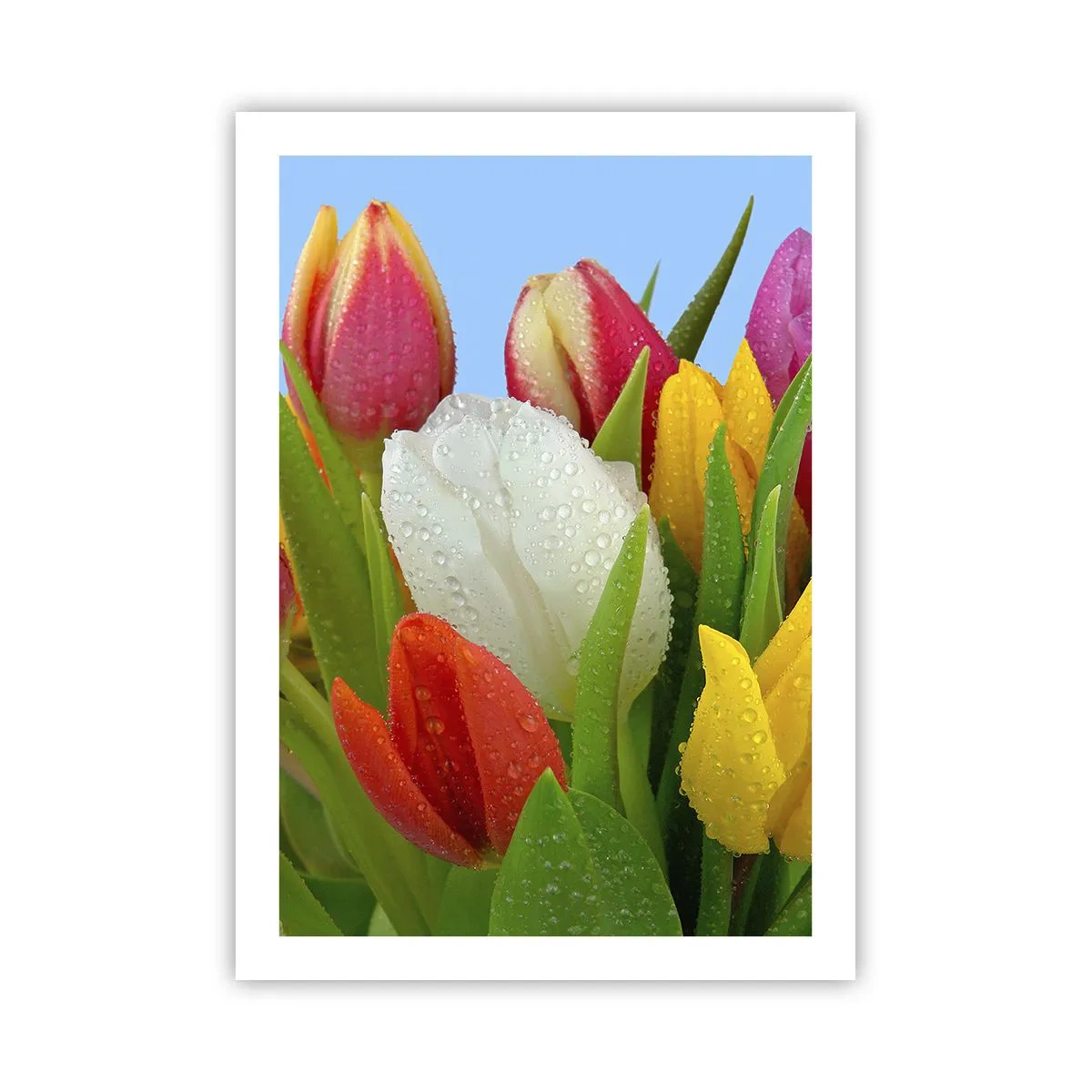 Poster - Een bloemenregenboog in dauwdruppels - 50x70 cm
