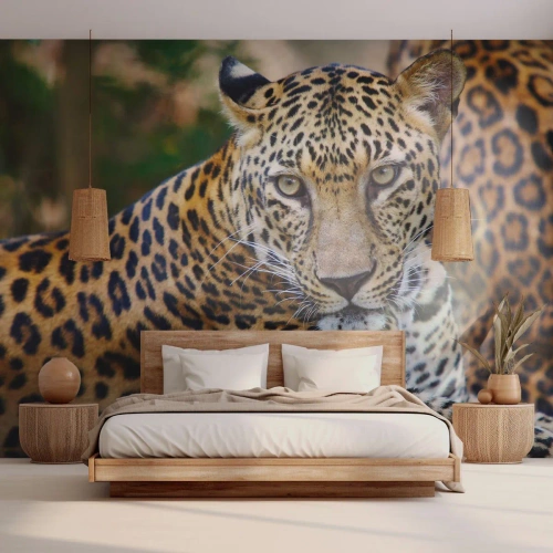 Zelfklevend Fotobehang Deluxe Sticker - Wild en kalm - Dieren, luipaard, Afrika - 250x175 cm