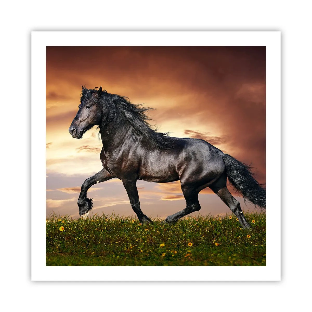 Poster - Zwarte Prins - 60x60 cm