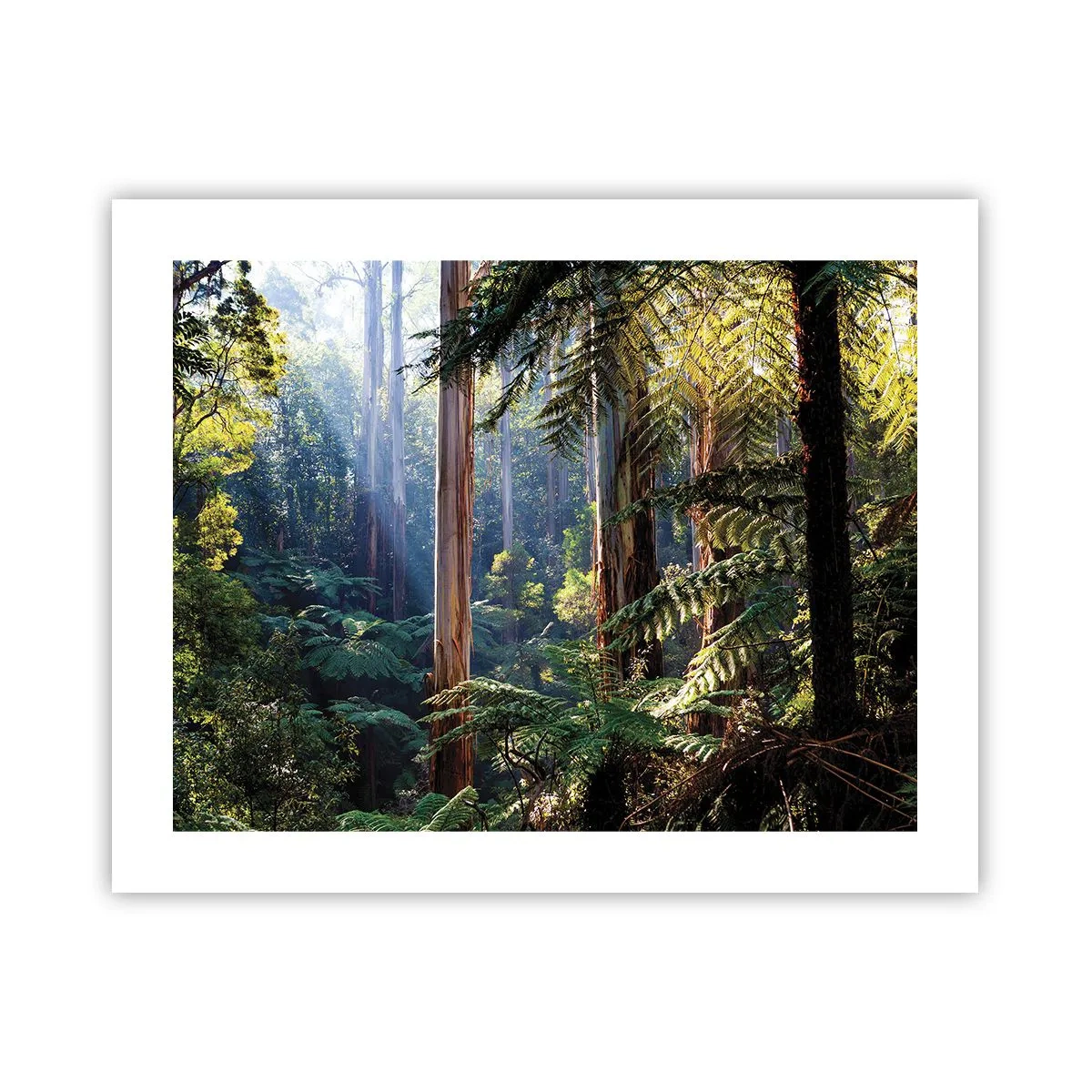 Poster - Een bossprookje - 50x40 cm