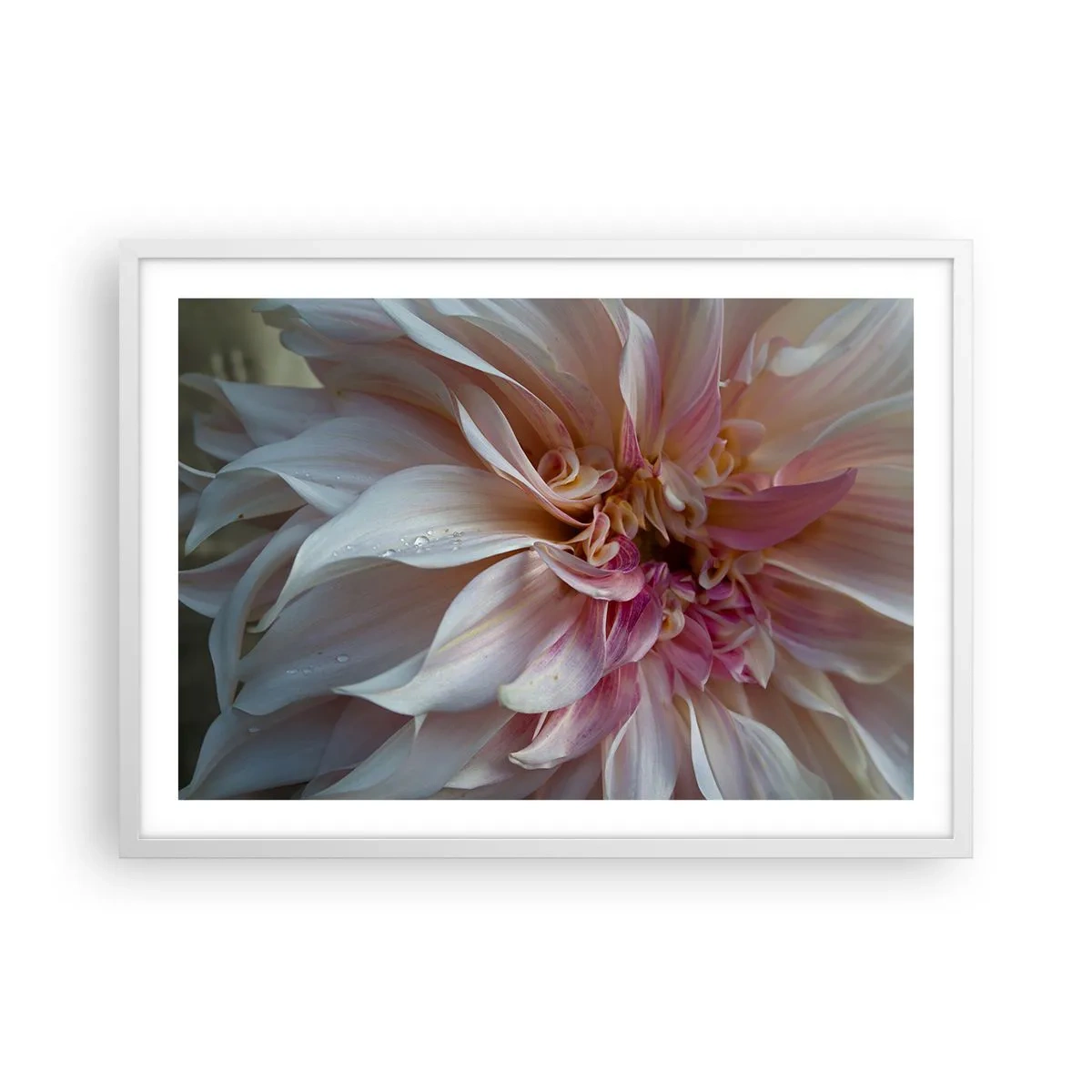 Poster in een witte lijst - Bloeiende frisheid - 70x50 cm