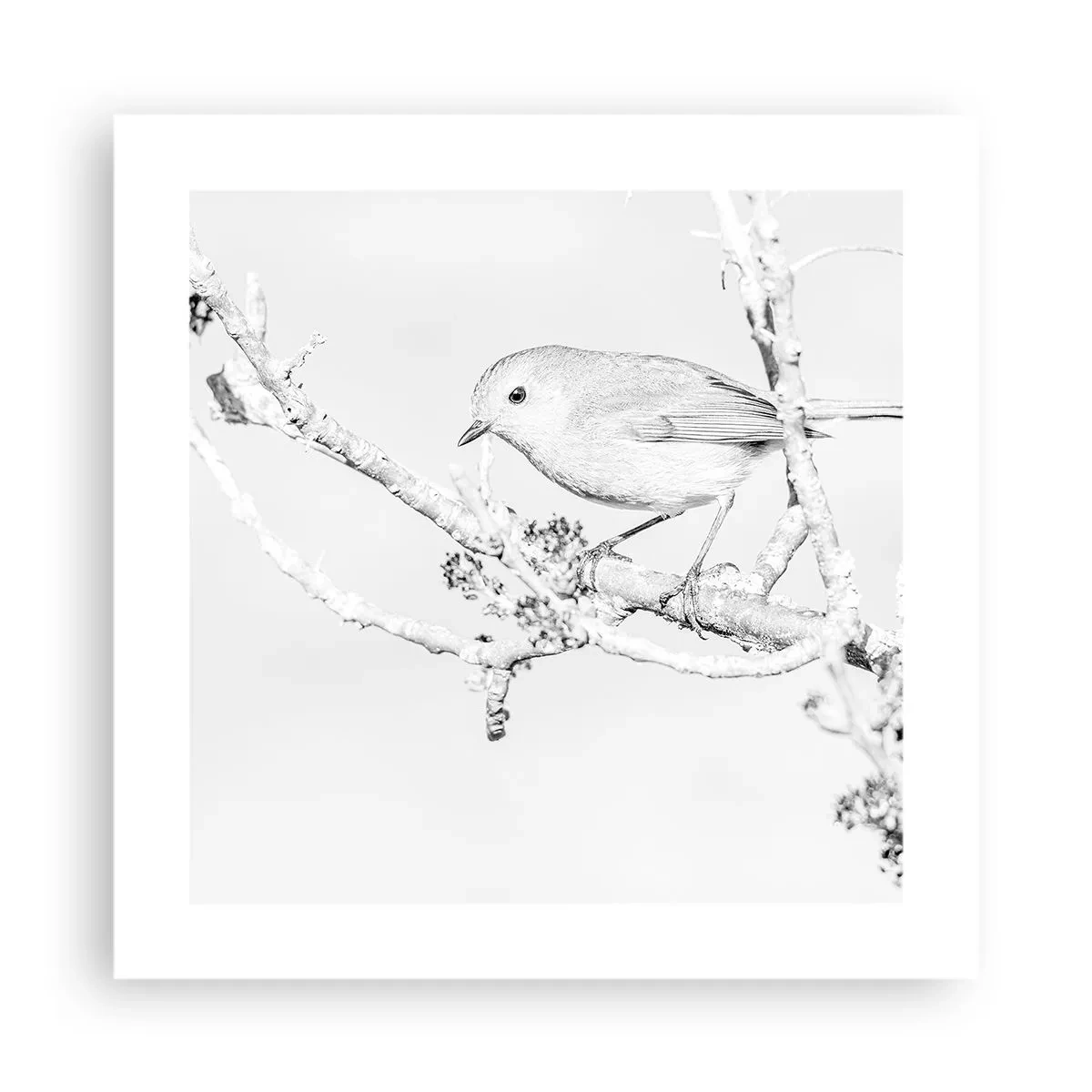 Poster - Winterochtend - 40x40 cm