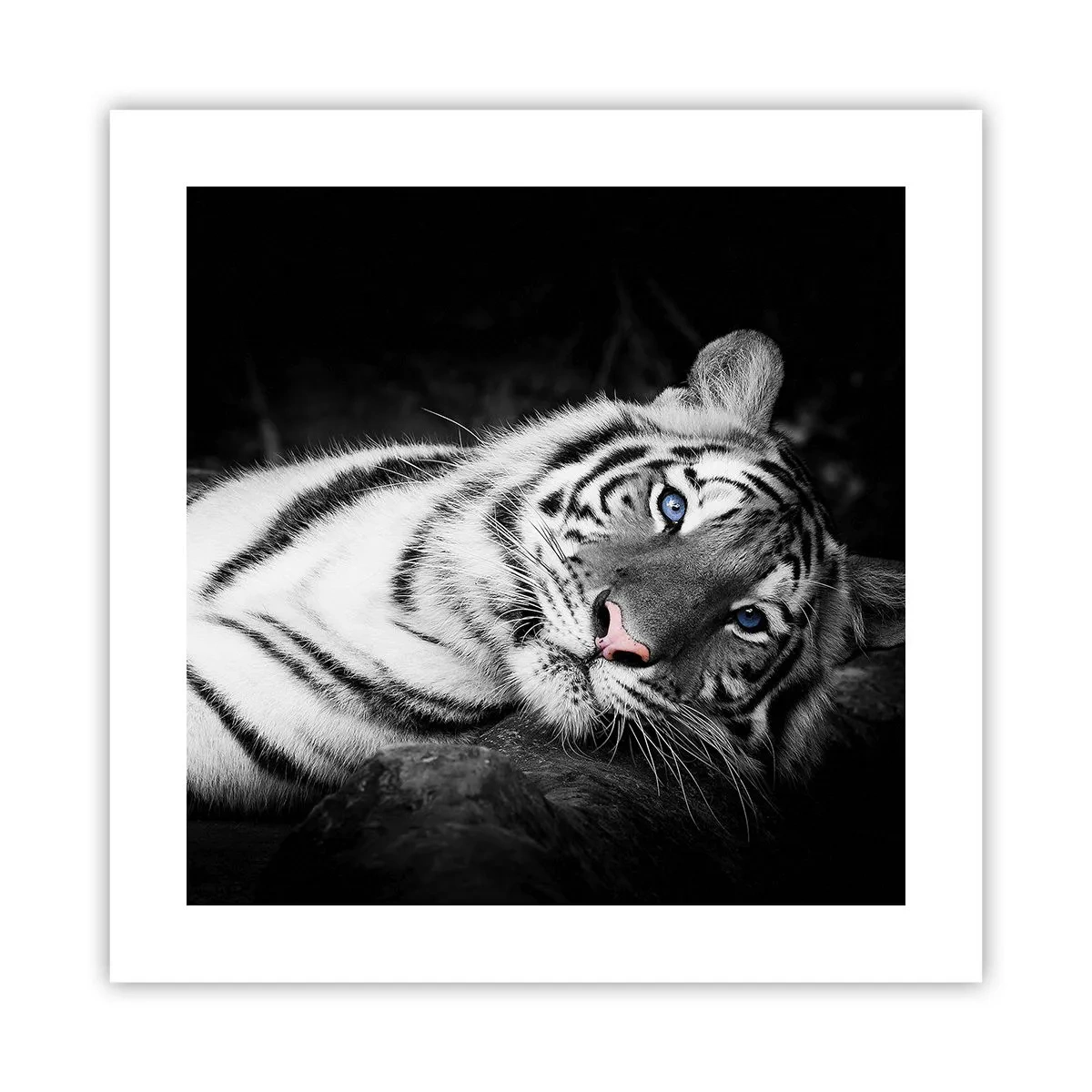 Poster - Wildheid en vrede - 40x40 cm