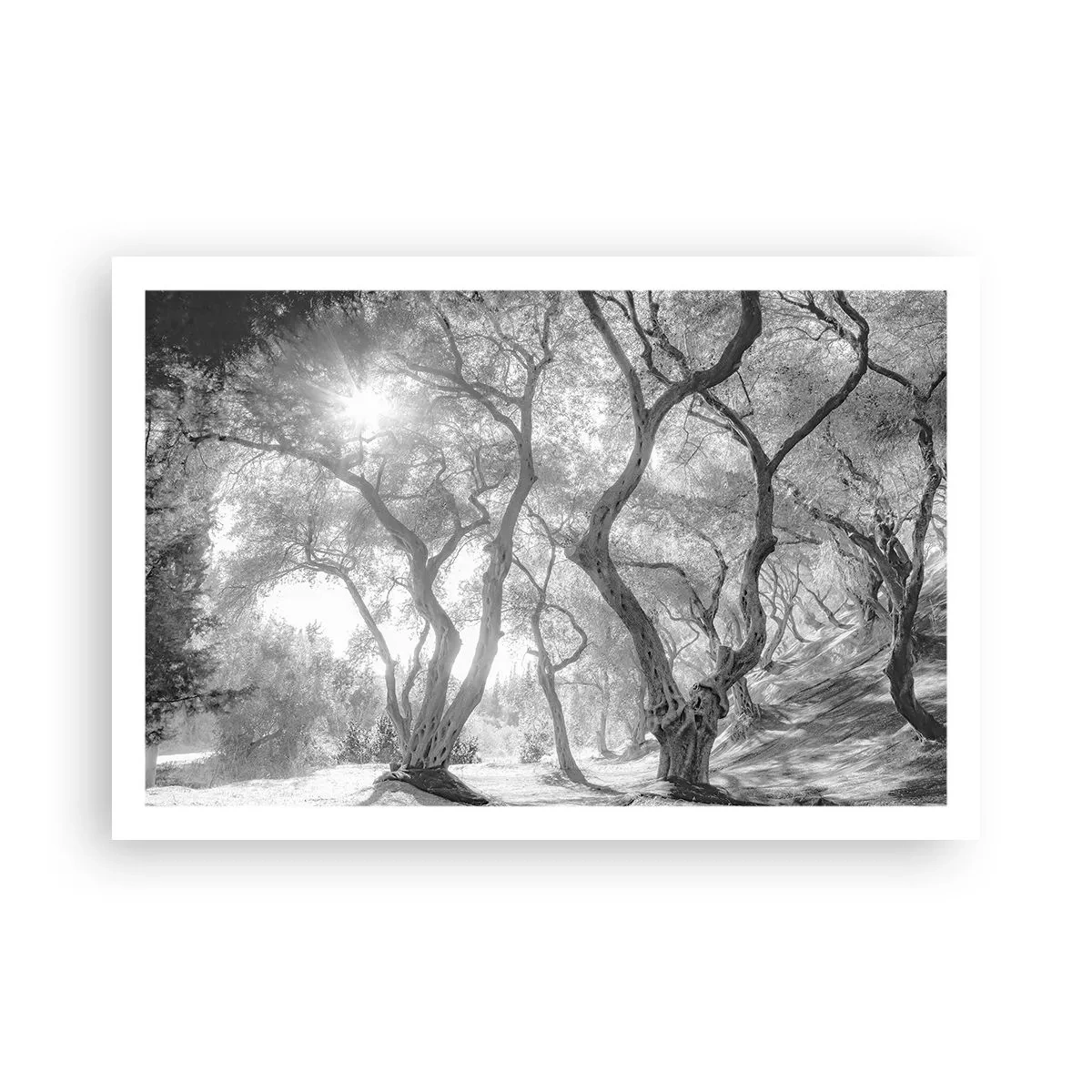 Poster - In de olijfboomgaard - 91x61 cm