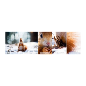 Fotobehang Monster Zelfklevend Deluxe Sticker - Waar kijk je naar? - Dieren, Eekhoorn, Winter - 100x30 cm
