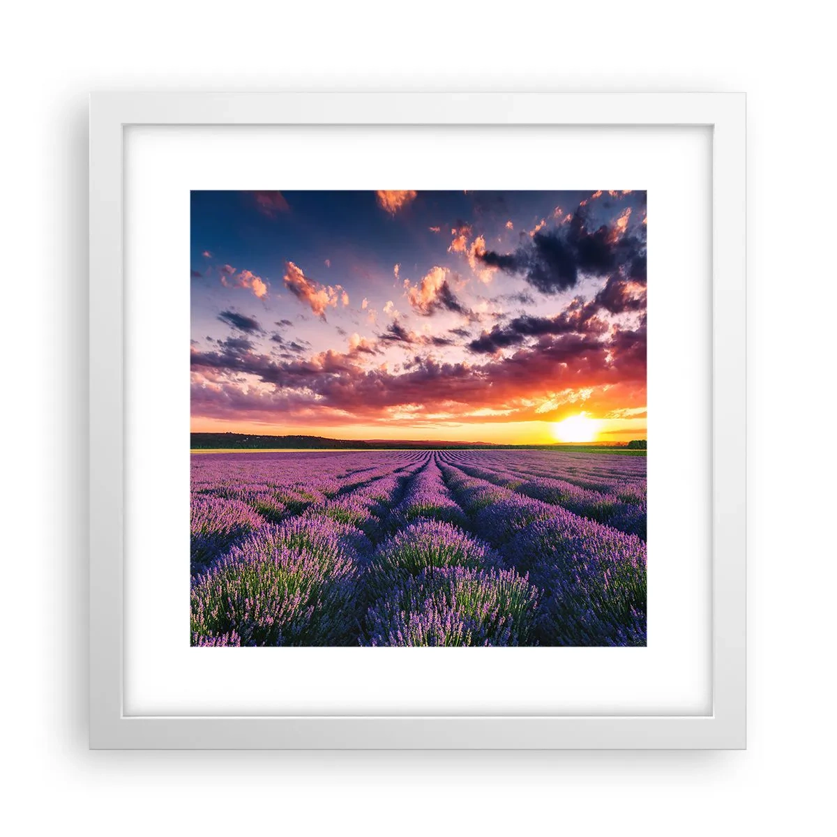 Poster in een witte lijst - Lavendel wereld - 30x30 cm