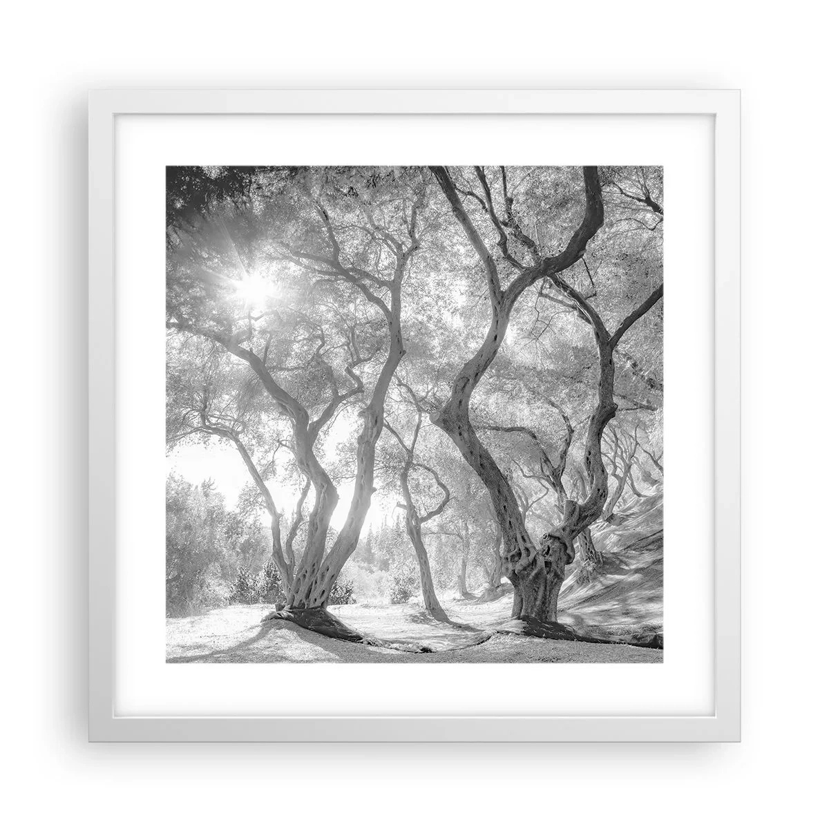 Poster in een witte lijst - In de olijfboomgaard - 40x40 cm