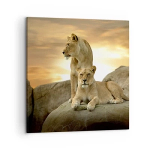 Schilderen op canvas - Koninklijke majesteit - 50x50 cm